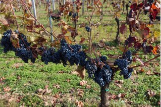 vino